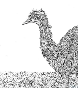 emus Stranice Za Bojanje Za Štampanje